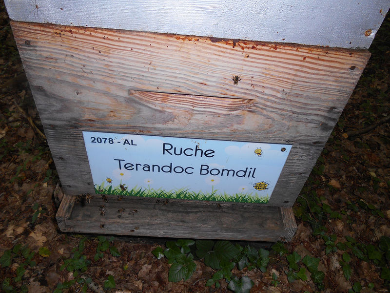 La ruche Terandoc Bomdil